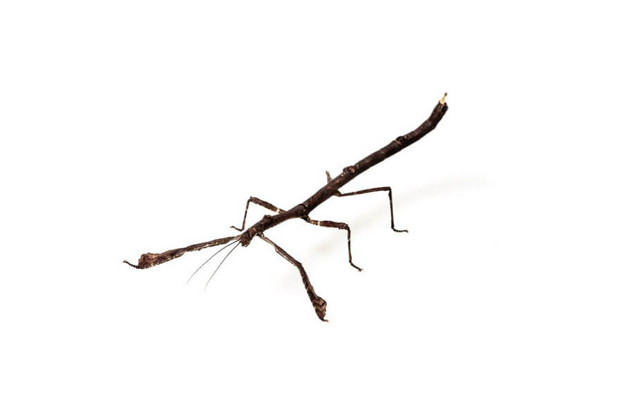 Hermagoras cultratolobatus Hermagoras cultratolobatus