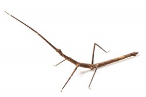 Medauroidea extradentata, adulte