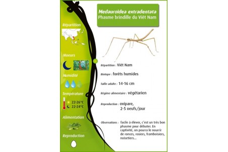 Medauroidea extradentata, adulte