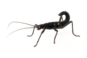 Peruphasma schultei