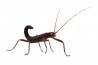 Peruphasma schultei