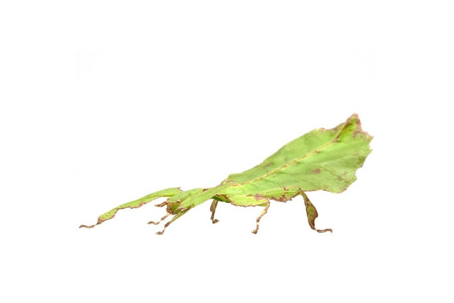 Pulchriphyllium giganteum Pulchriphyllium giganteum