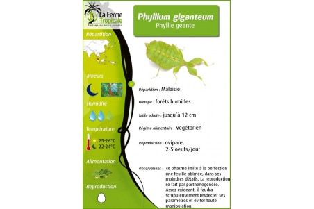 Pulchriphyllium giganteum