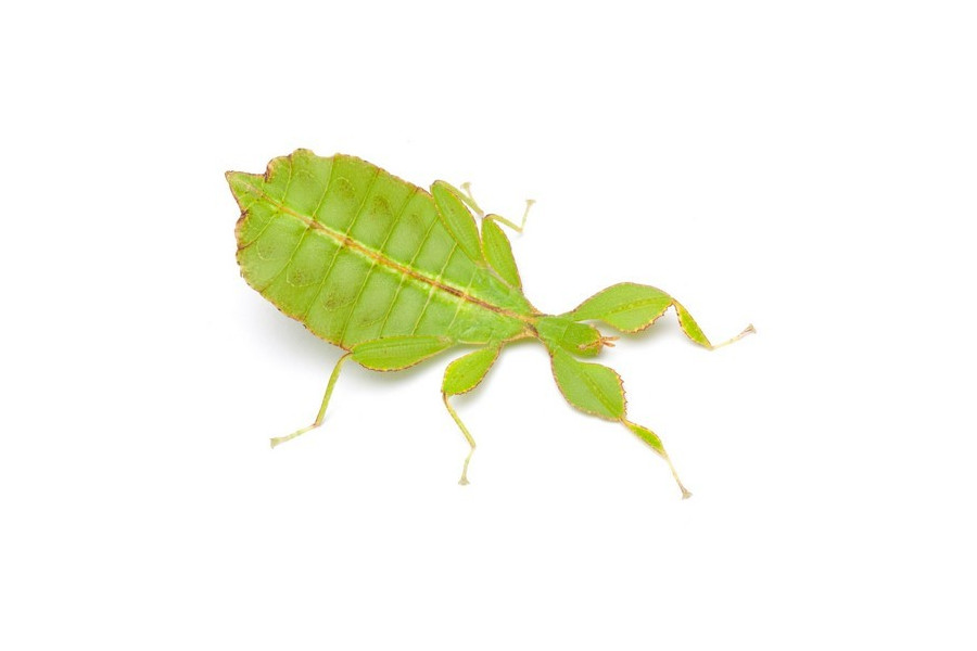 Phyllium philippinicum