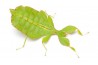Phyllium philippinicum