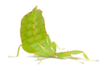 Phyllium philippinicum