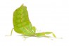 Phyllium philippinicum