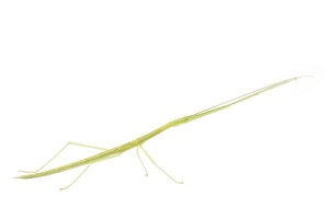 Sipyloidea sipylus