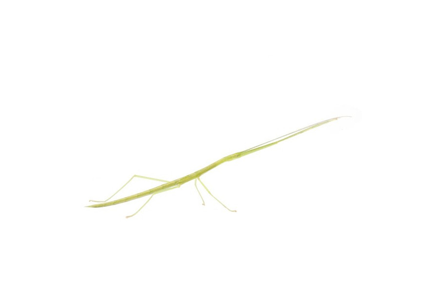 Sipyloidea sipylus