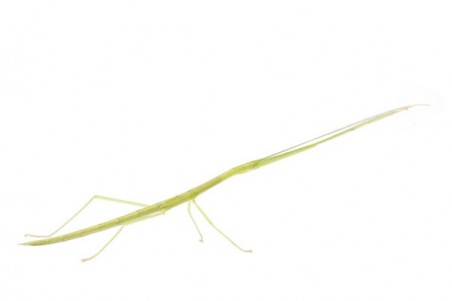 Sipyloidea sipylus