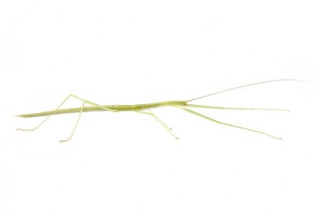 Sipyloidea sipylus