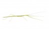 Sipyloidea sipylus