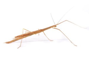 Sipyloidea cf. sipylus