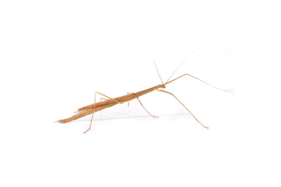 Sipyloidea cf. sipylus
