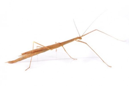 Sipyloidea cf. sipylus