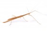 Sipyloidea cf. sipylus