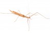 Sipyloidea cf. sipylus