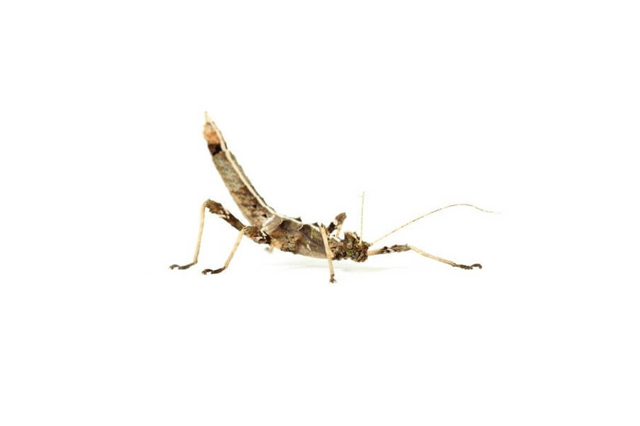 Sungaya inexpectata