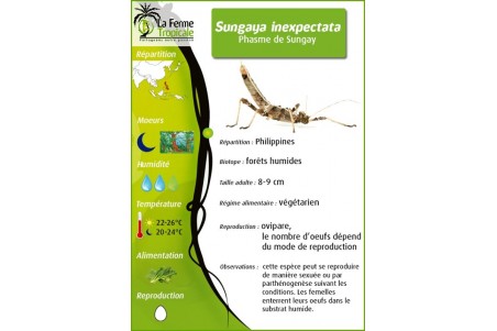Sungaya inexpectata