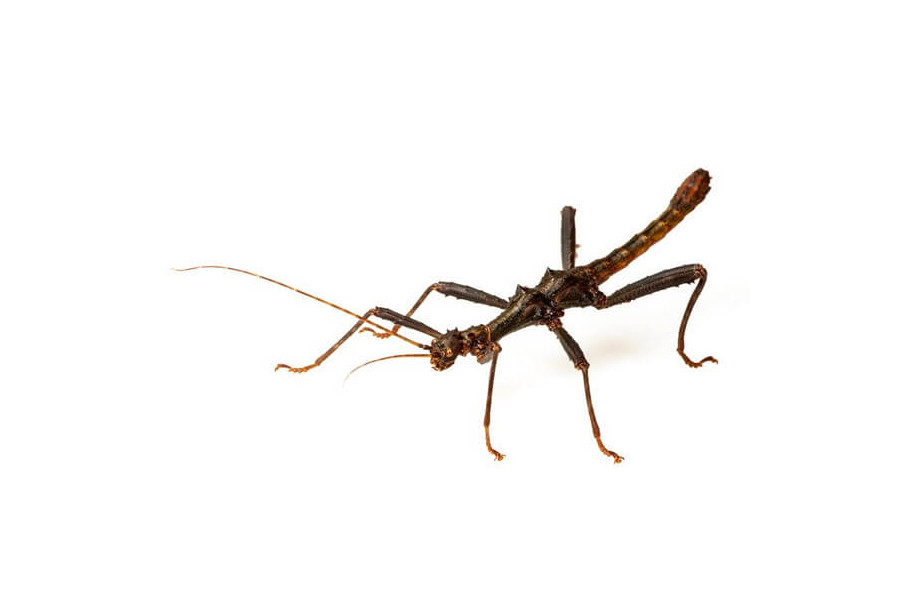Trachyaretaon brueckneri Trachyaretaon brueckneri