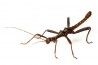 Trachyaretaon brueckneri