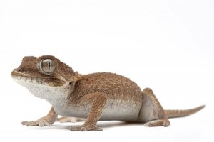 Tarentola (Geckonia) chazaliae