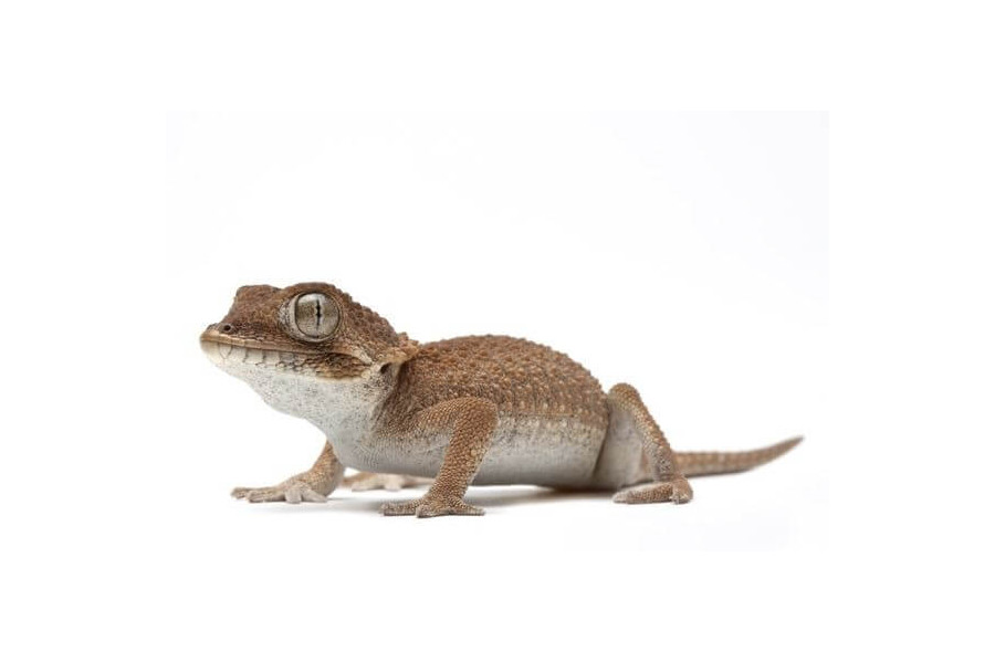 Tarentola (Geckonia) chazaliae Tarentola (Geckonia) chazaliae