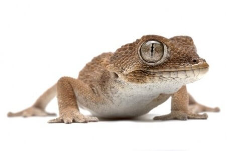 Tarentola (Geckonia) chazaliae