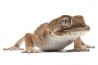 Tarentola (Geckonia) chazaliae