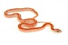 Pantherophis guttatus, motley