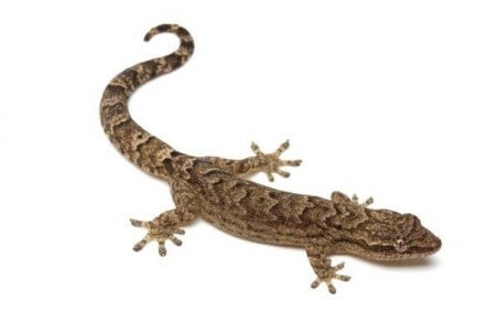 Lepidodactylus lugubris