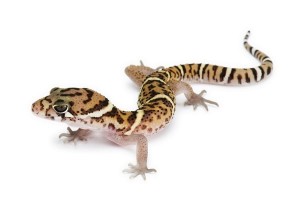 Coleonyx mitratus