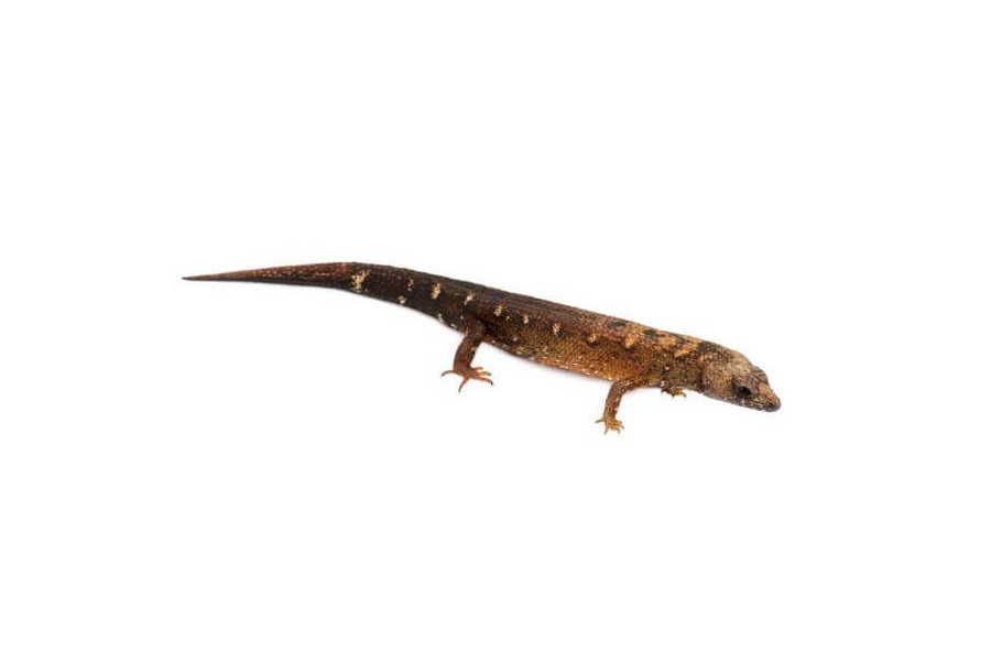 Tropidophorus sinicus Tropidophorus sinicus
