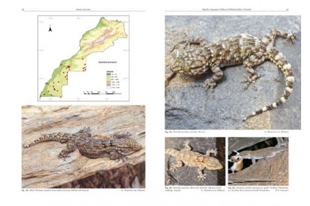 Amphibians and Reptiles of Morocco