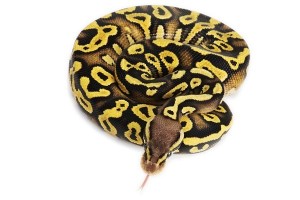 Python regius, phantom pastel yellow belly, mâle