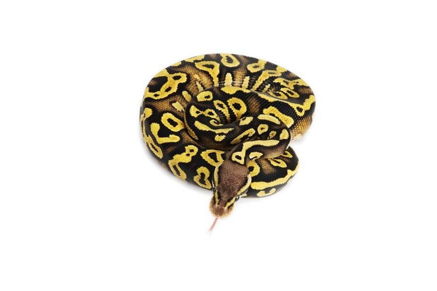 Python regius, phantom pastel yellow belly, mâle Python regius, phantom pastel yellow belly, mâle
