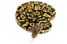 Python regius, phantom pastel yellow belly, mâle
