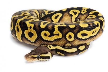 Python regius, phantom pastel yellow belly, mâle
