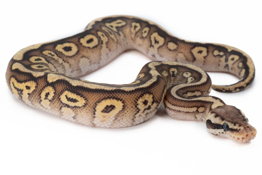 Python regius, pastave spotnose red stripe