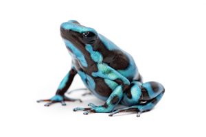 Dendrobates auratus, bronze