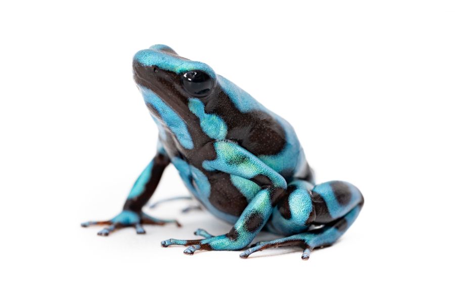 Dendrobates auratus, bronze
