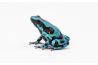 Dendrobates auratus, bronze