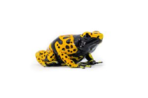 Dendrobates leucomelas, Bolivar