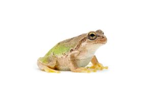 Dryophytes japonicus