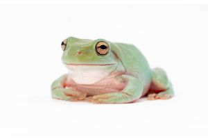 Litoria caerulea, 4-5 cm