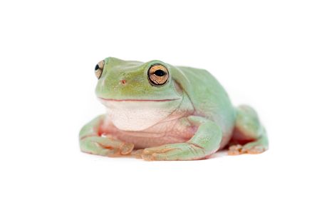 Litoria caerulea, 4-5 cm