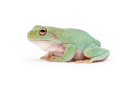 Litoria caerulea, 4-5 cm