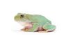 Litoria caerulea, 4-5 cm