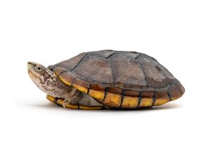 Pangshura tentoria circumdata