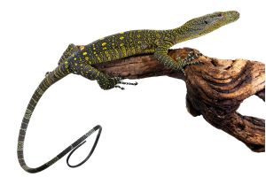 Varanus salvadorii